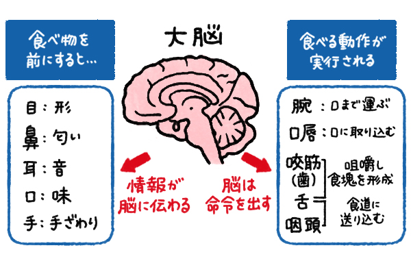 摂食嚥下のメカニズムとその障害｜摂食嚥下ラボ【コラム】 - 介護食のメディケア食品 - マルハニチロ